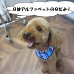 笑顔おすわりトイプードル