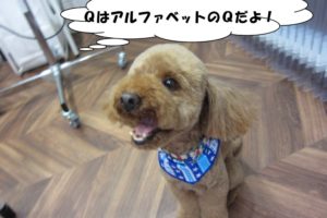 笑顔おすわりトイプードル