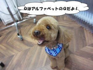 笑顔おすわりトイプードル