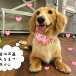 お座り笑顔ミニチュアダックス