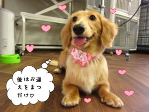 お座り笑顔ミニチュアダックス