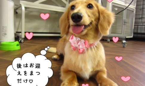 お座り笑顔ミニチュアダックス