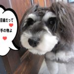 おすましMシュナ