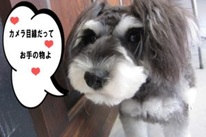 おすましMシュナ