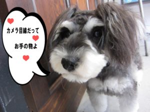 おすましMシュナ