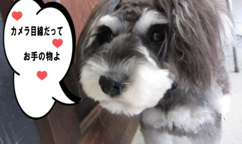 おすましMシュナ