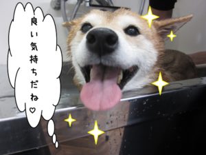 スパ中柴犬