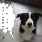 上目遣いコリー