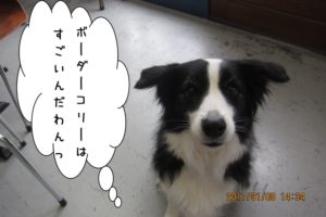 上目遣いコリー