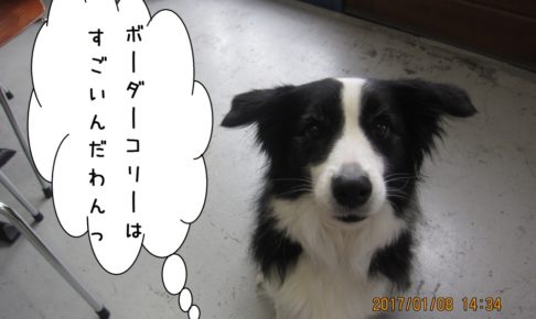 上目遣いコリー