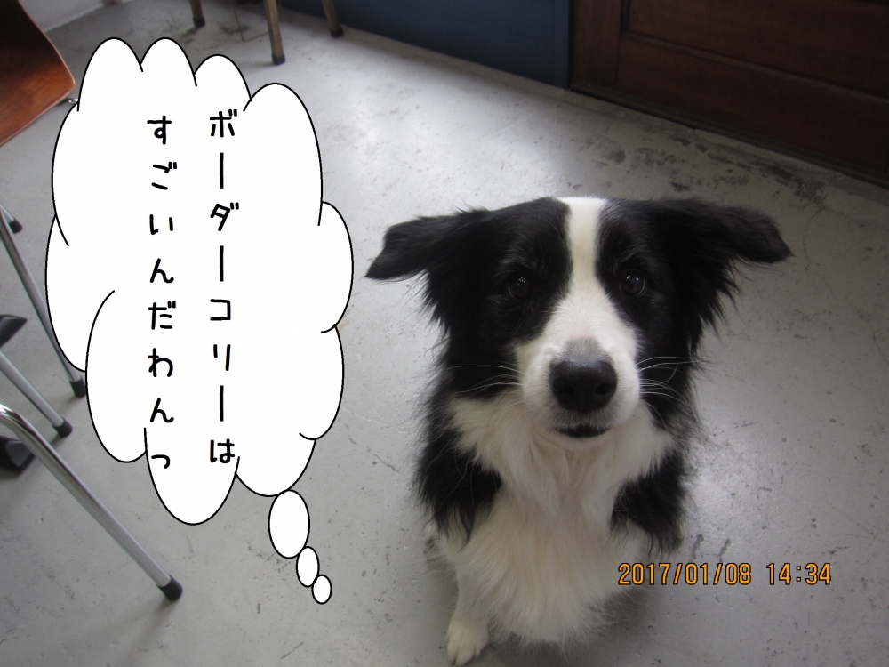 上目遣いコリー