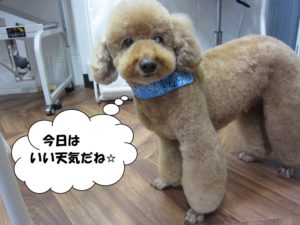 カット後トイプードル