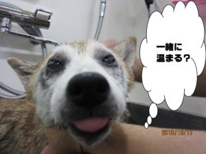 スパ中柴犬