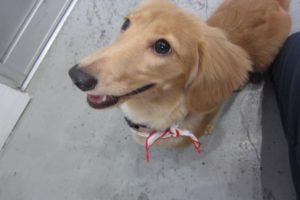 上目遣い笑顔ミニチュアダックス