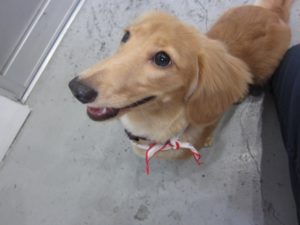 上目遣い笑顔ミニチュアダックス