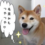 にっこり柴犬