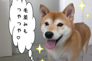 にっこり柴犬