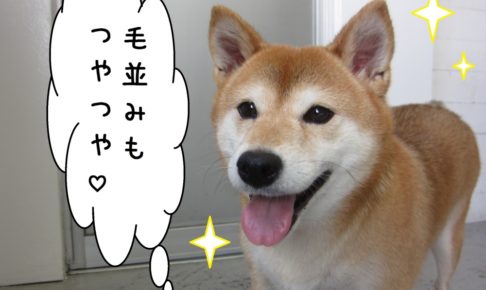 にっこり柴犬