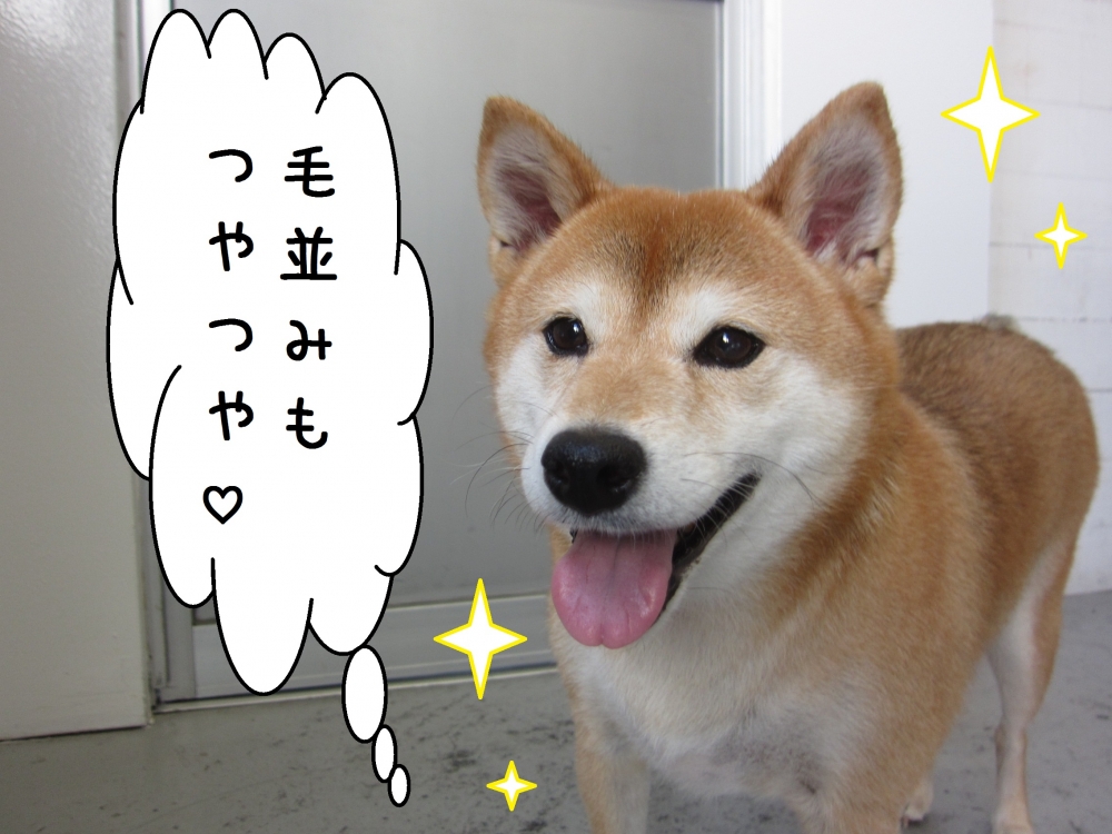 にっこり柴犬