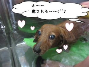 スパ中ミニチュアダックス
