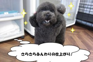 笑顔トイプードル