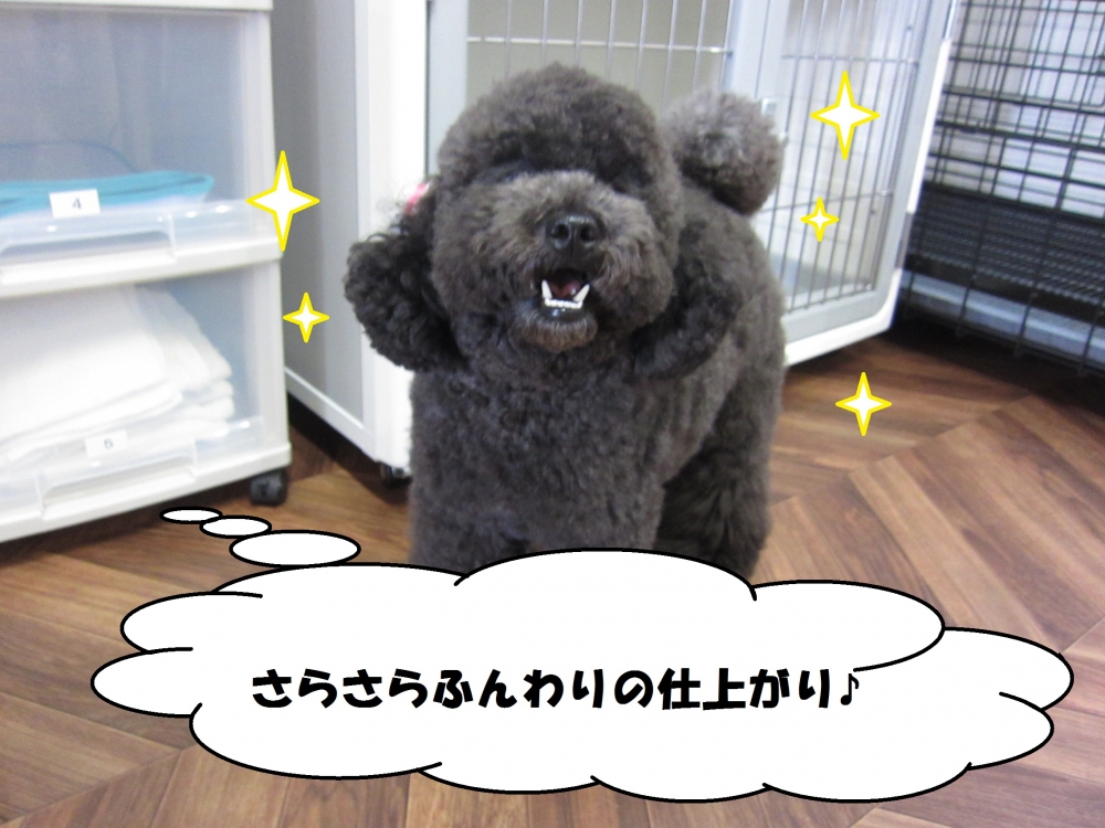 笑顔トイプードル