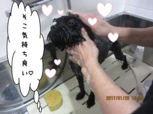 シャンプー中トイプードル