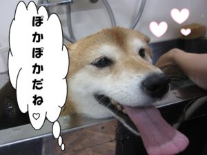 スパ中柴犬