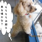 窓際トイプードル