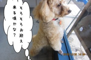 窓際トイプードル