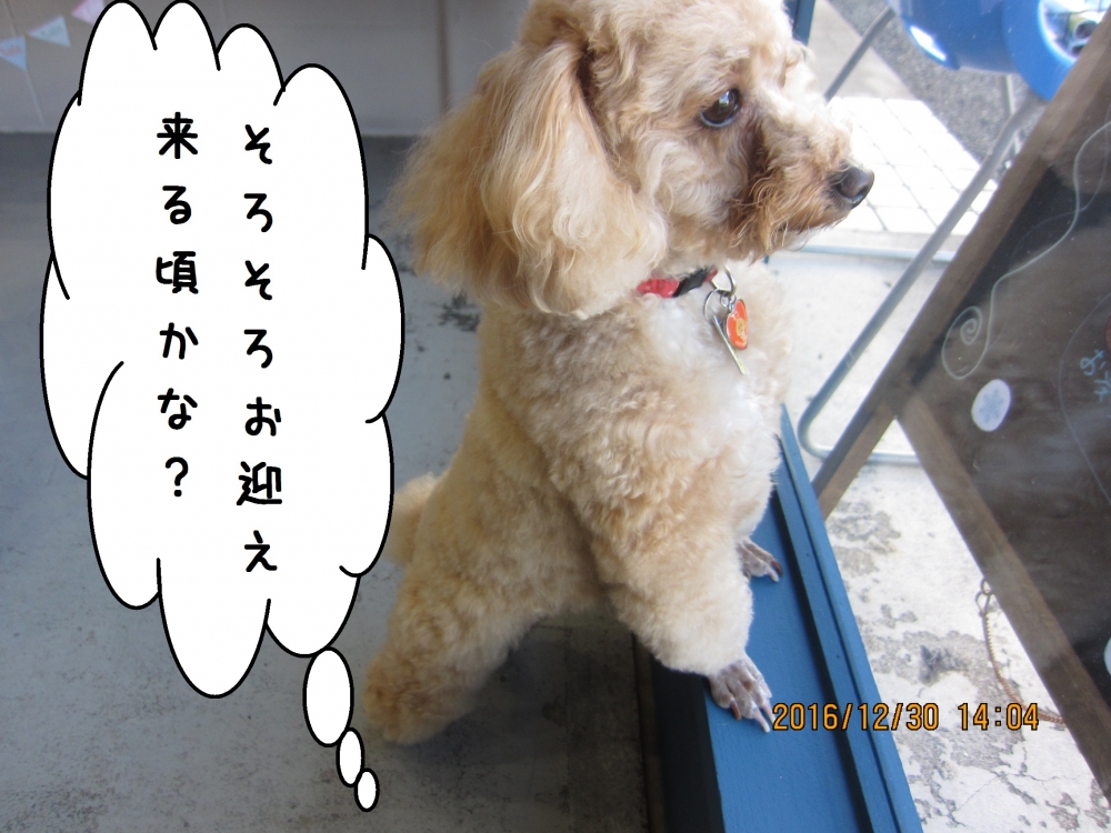 窓際トイプードル