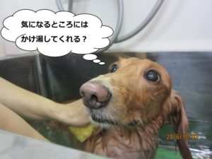 シャンプー中ミニチュアダックス