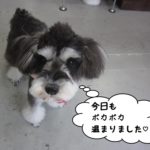 おすましお散歩Mシュナ