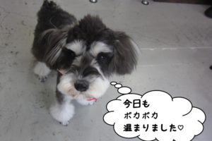 おすましお散歩Mシュナ