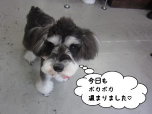 おすましお散歩Mシュナ