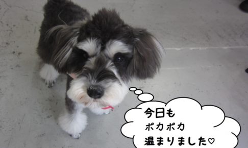 おすましお散歩Mシュナ