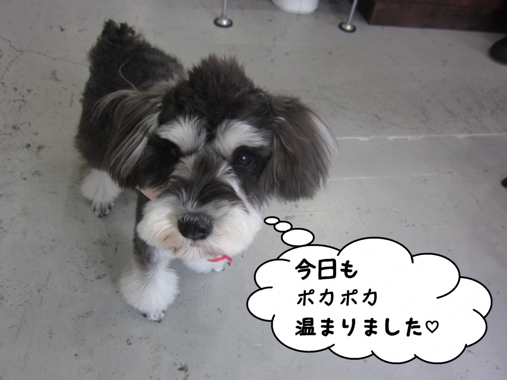 おすましお散歩Mシュナ