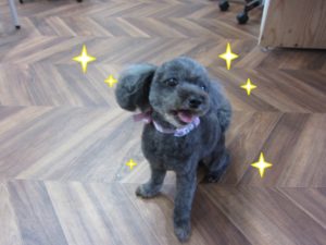 施術後トイプードル