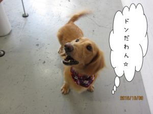 施術後ミニチュアダックス