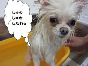 スパ中ポメラニアン