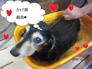 スパ中ミニチュアダックス