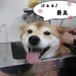 笑顔柴犬