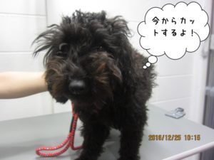 カット前トイプードル