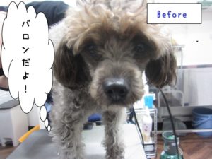 カット前トイプードル