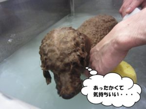 スパ中トイプードル