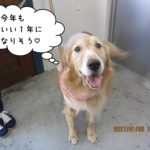 笑顔ゴールデンレトリバー