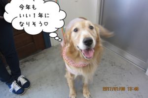 笑顔ゴールデンレトリバー