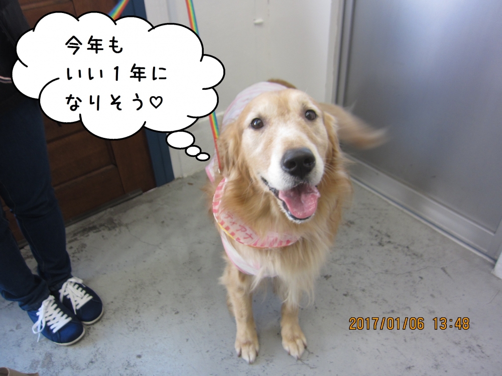 笑顔ゴールデンレトリバー