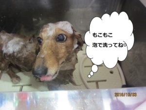 シャンプー中ミニチュアダックス