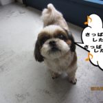 上向きシーズー